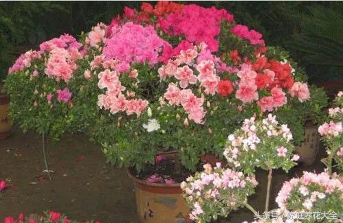 下雪降温注意事项,下雪露天植物怎样防寒