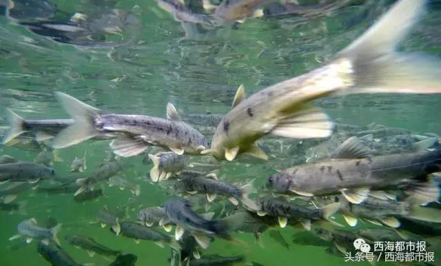 青海最惹眼的“尕网红”!“单挑哥”“白娘子”“老哇爷”