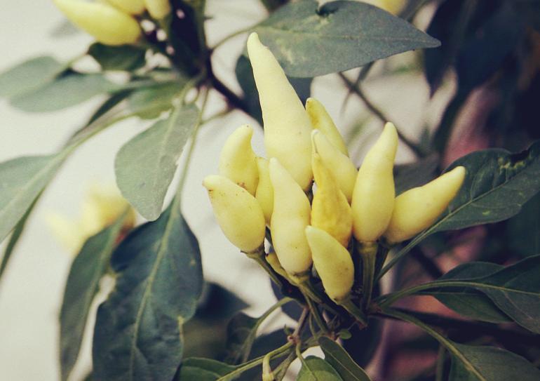 遇到吹毛求疵的老板怎么办,遇到一个吹毛求疵的上司该如何