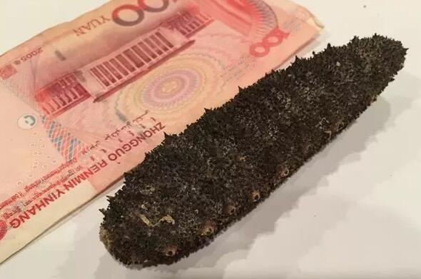 你知道世界上的鱼类有多少个,你知道的海底世界有多少种鱼