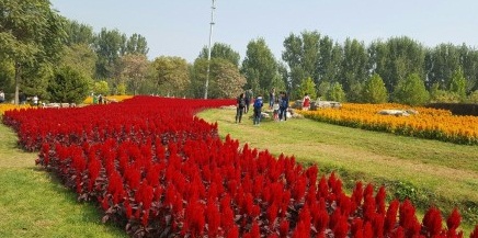 北京国际鲜花港直播,北京国际鲜花港可以带狗狗吗