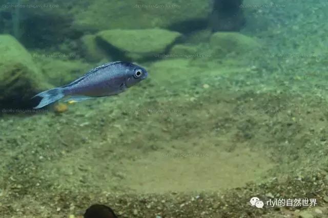 「鱼标本戏说非洲慈鲷」第一章：羽鳍类永恒的经典——蓝提