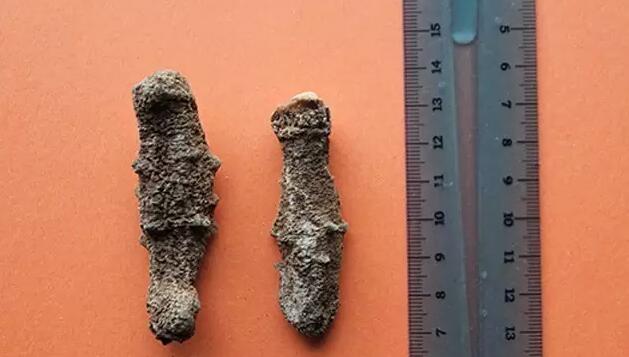 带您了解世界海参,你知道全球有多少种鲨鱼吗