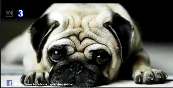 博美十大最适合懒人养的狗排名,十大蠢狗排名博美犬