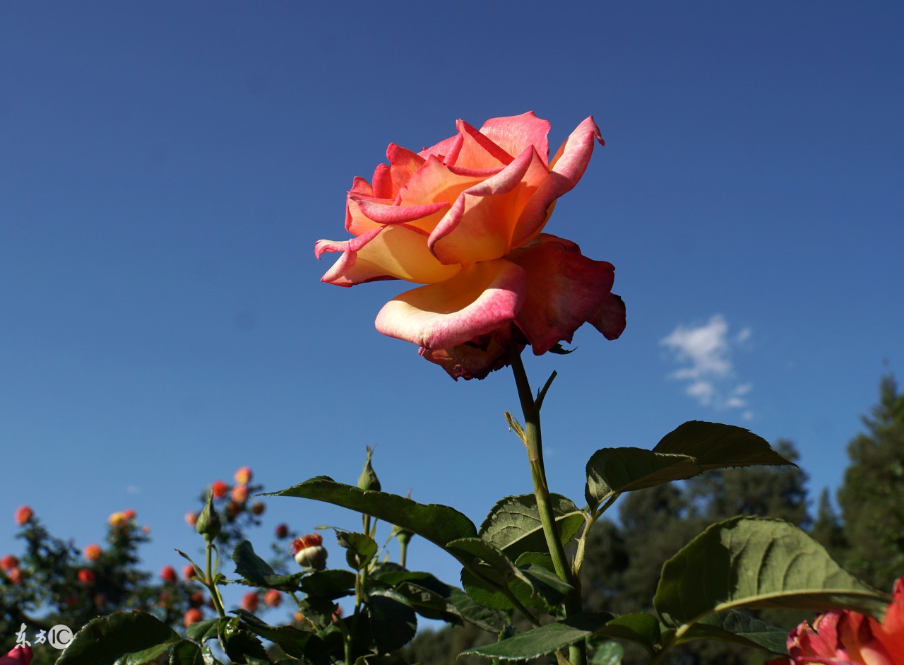 四川各城市市花,中国各个城市的市花是什么花