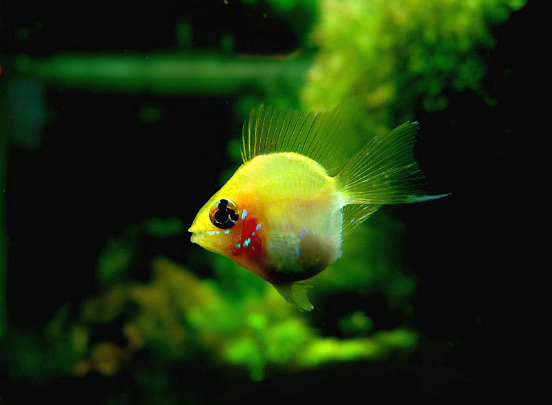 金波子鱼越养越红,金波子鱼观赏