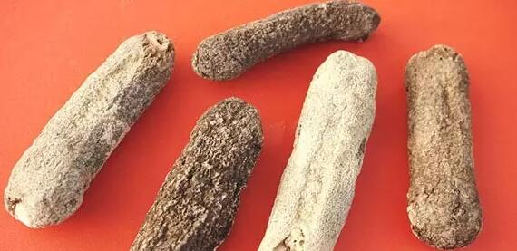 海参有上千种都是一样的吗,全世界海参有多少品种