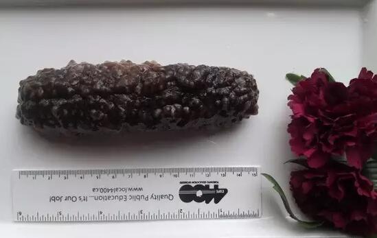 海参也有很多种,全世界所有可以吃的海参