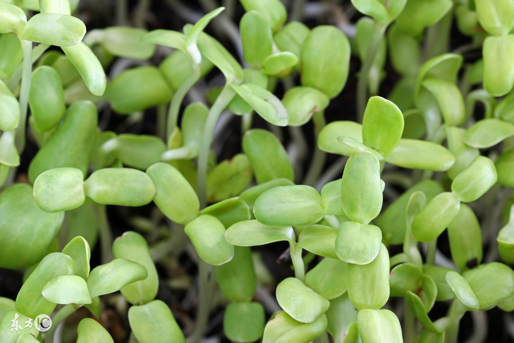 芽苗类蔬菜多数属于什么蔬菜,芽苗菜是什么菜种