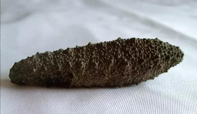 海参也有很多种,全世界所有可以吃的海参