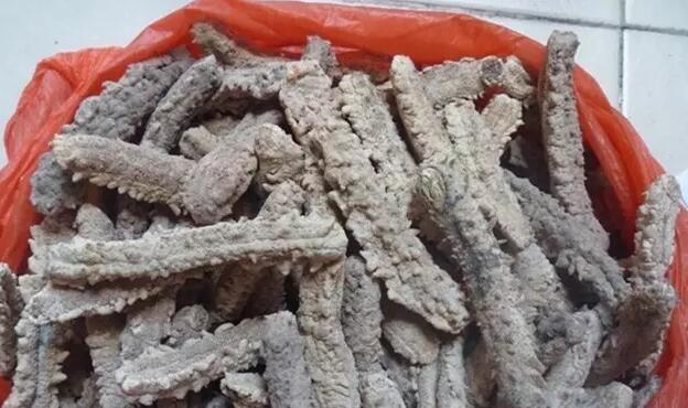 海参有上千种都是一样的吗,全世界海参有多少品种