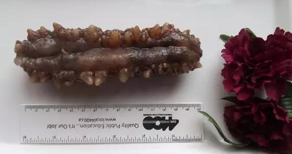 海参也有很多种,全世界所有可以吃的海参