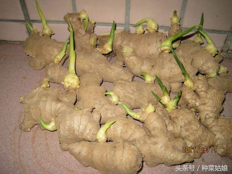 生姜种植的步骤和方法,生姜种植方法详细步骤