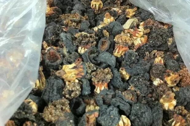 带您了解世界海参,你知道全球有多少种鲨鱼吗