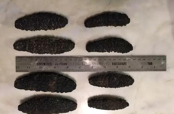 带您了解世界海参,你知道全球有多少种鲨鱼吗