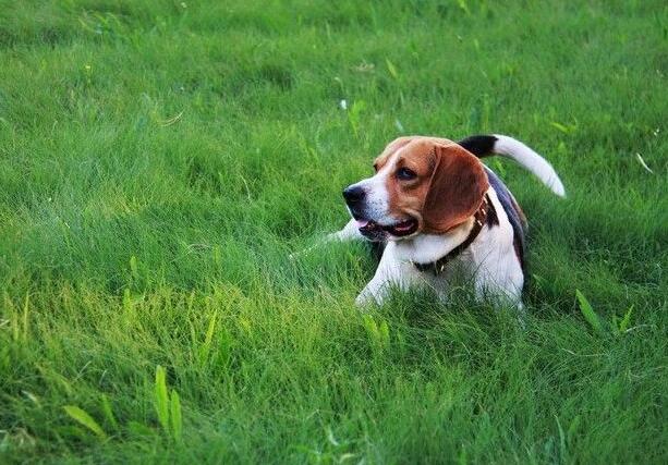 比格犬和柯基哪个好养,比格犬是禁养犬吗