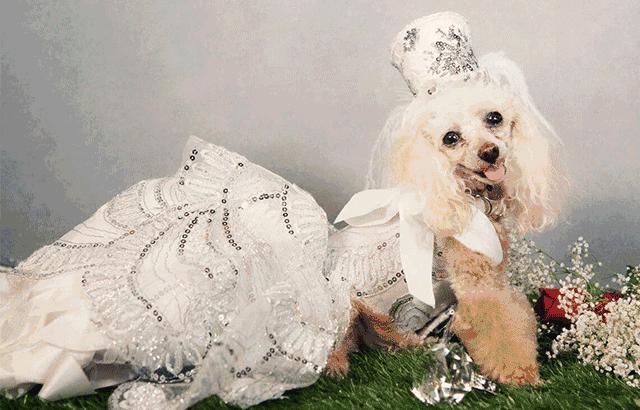 当狗炫起富来根本没人什么事儿了