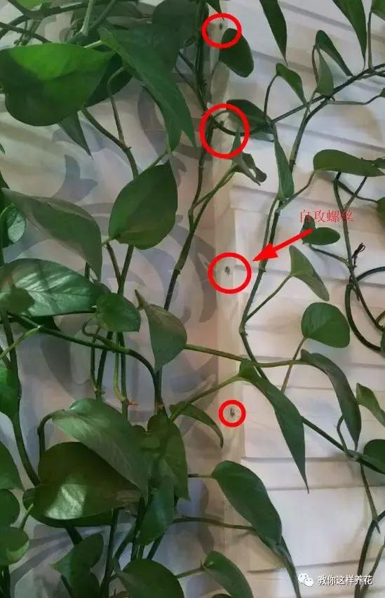 绿萝扎根绳子的方法,绿萝绑棕柱上叶子能长大吗