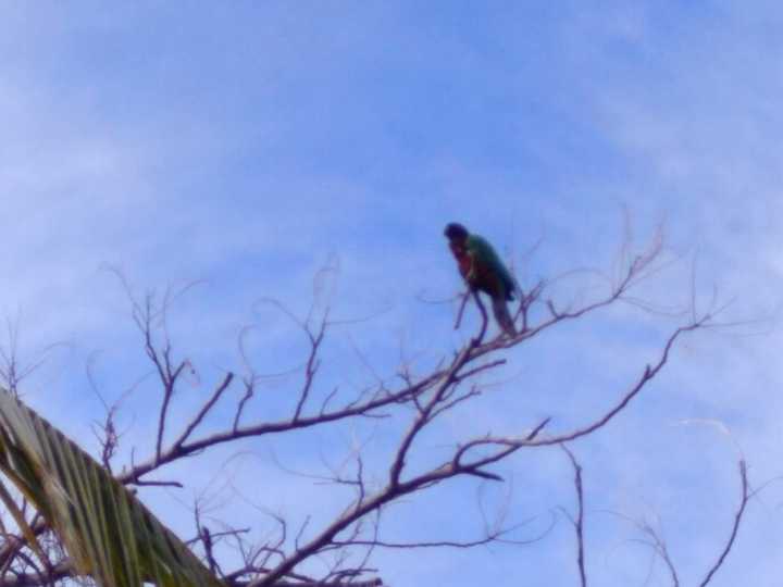 汤加和斐济哪个国家大,斐济国家主产什么