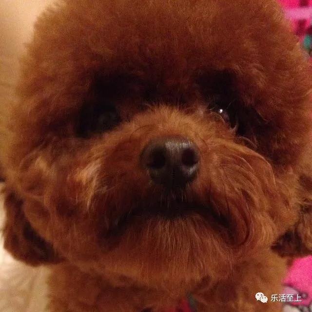 大牌生肖限定,lv新年限定包包