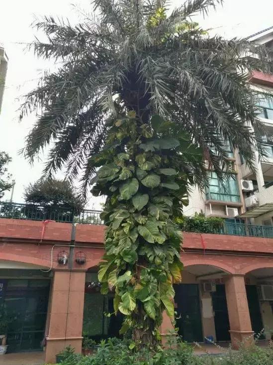 绿萝能用绳子捆上吗,绿萝扎根绳子的方法