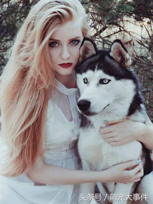 哈士奇头顶三把火传说,哈士奇头顶三把火混一起的不纯吗