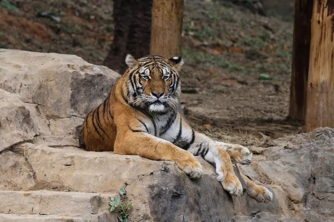 广州长隆野生动物园亲子跟拍,爸爸去哪儿广州长隆野生动物园