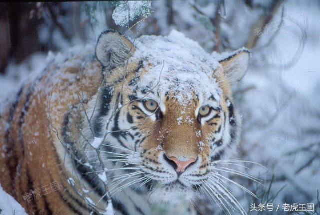 凡事留一手小说,凡事留一手出自哪一个电影