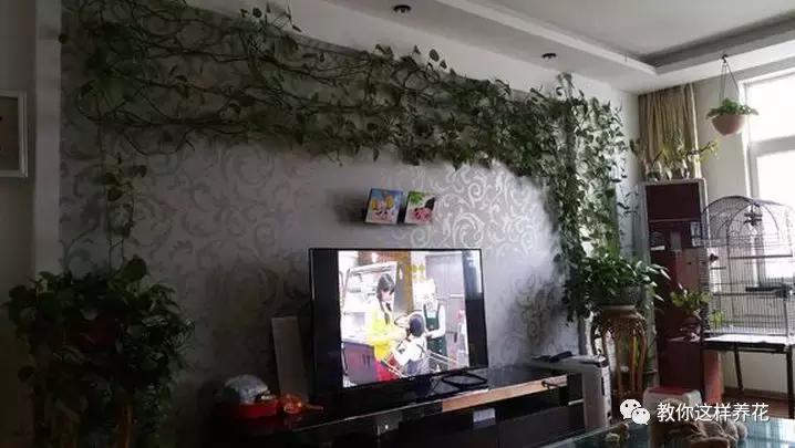 绿萝能用绳子捆上吗,绿萝扎根绳子的方法