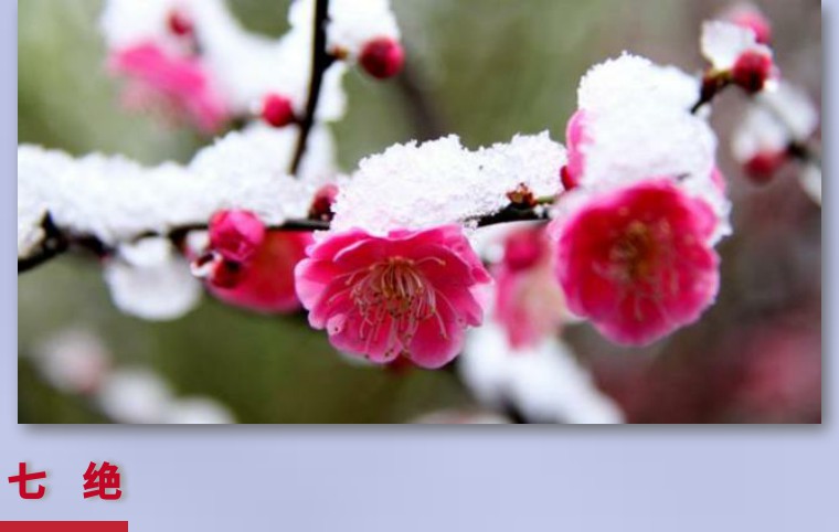 黄鹤苑诗词七律,黄鹤诗苑作品欣赏