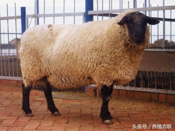肉羊早期断尾的四大好处和三大方法