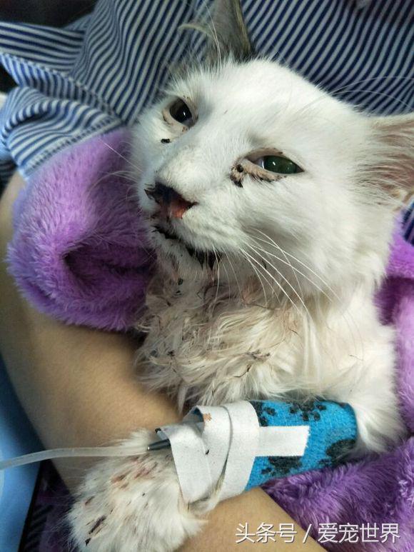 猫的命有多硬,猫的命多长