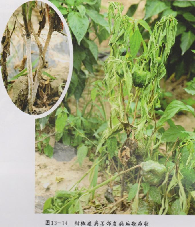 辣椒大了为什么还会蔫,辣椒为什么会萎蔫呢