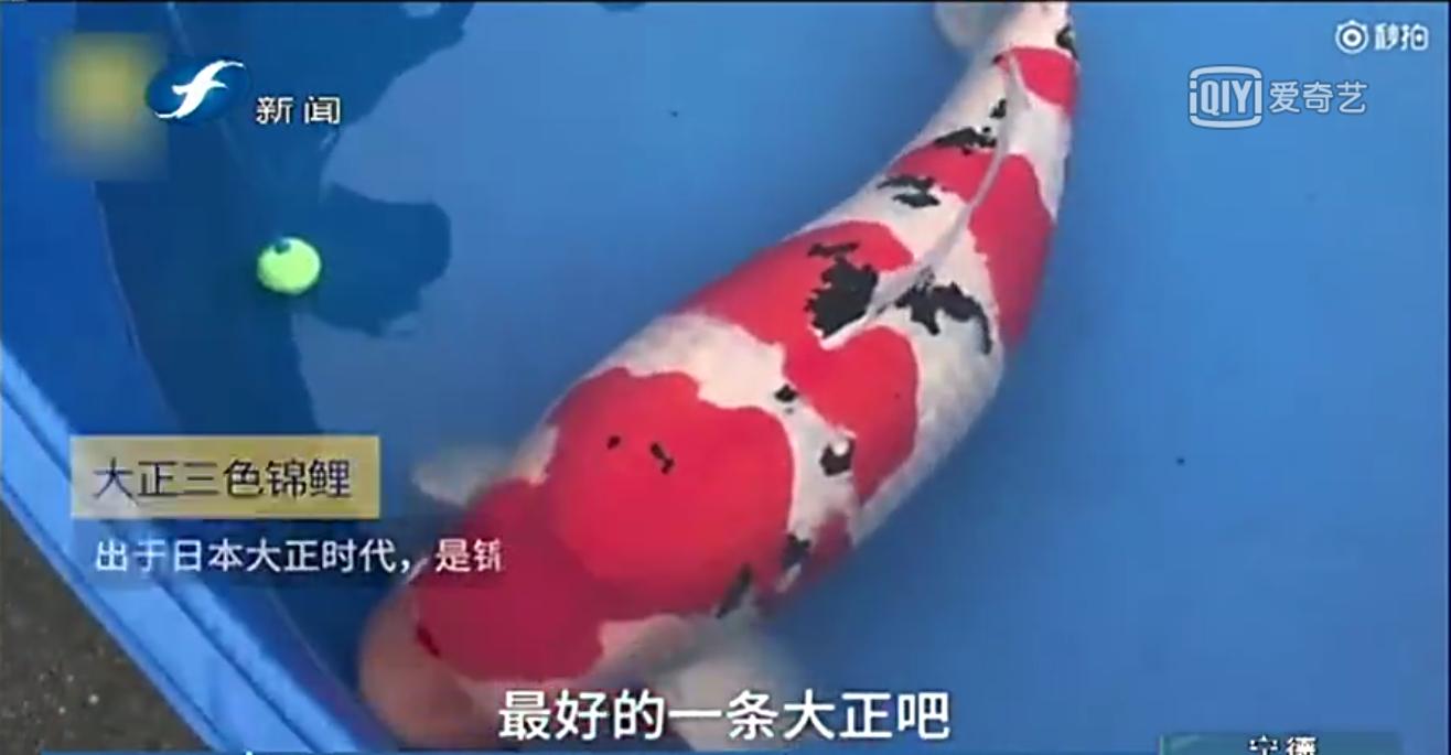 一条50斤的锦鲤市场价卖到近50万,一条锦鲤卖出一千五百万