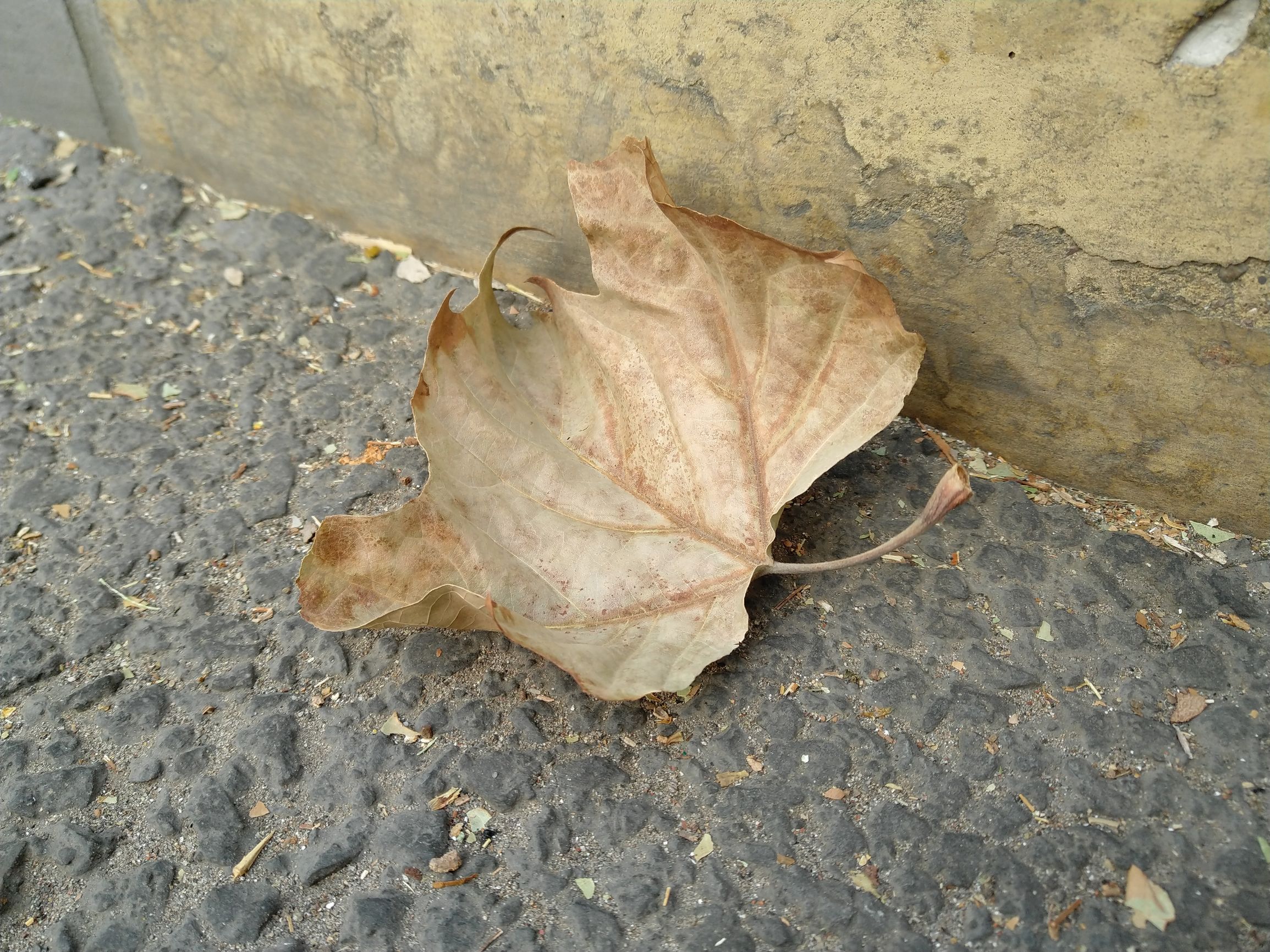 坚果pro2s为什么不建议买,坚果pro2处理器