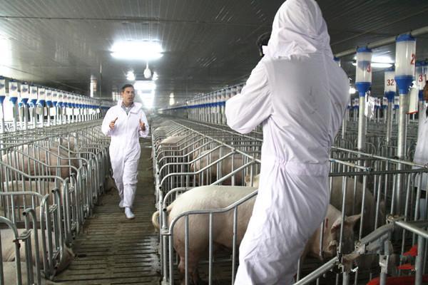 仔猪白痢治疗特效药,仔猪白痢的防治