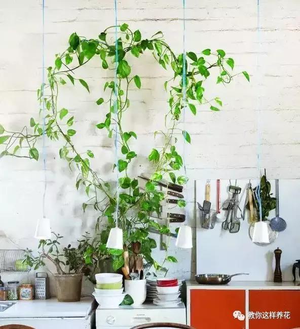 绿萝扎根绳子的方法,绿萝绑棕柱上叶子能长大吗