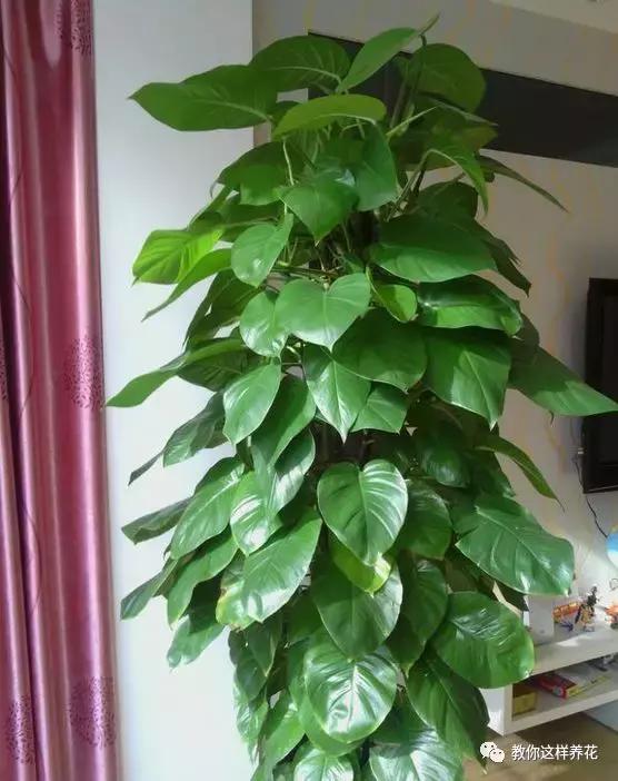 绿萝能用绳子捆上吗,绿萝扎根绳子的方法