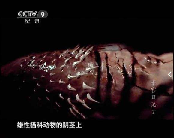 给动物做绝育为什么那么简单,做兽医给动物做绝育的因果