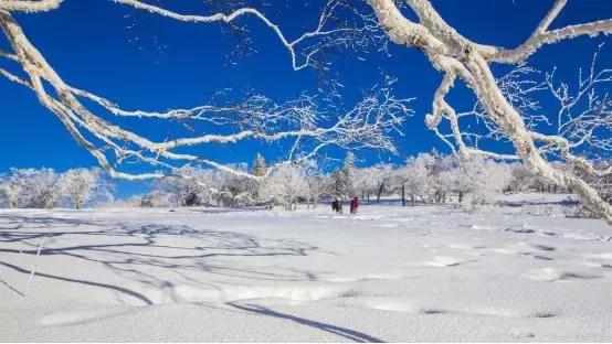 雪乡六天之旅,雪乡雪之旅