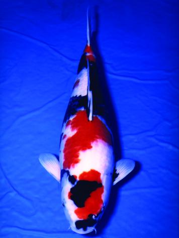 一条50斤的锦鲤市场价卖到近50万,一条锦鲤卖出一千五百万