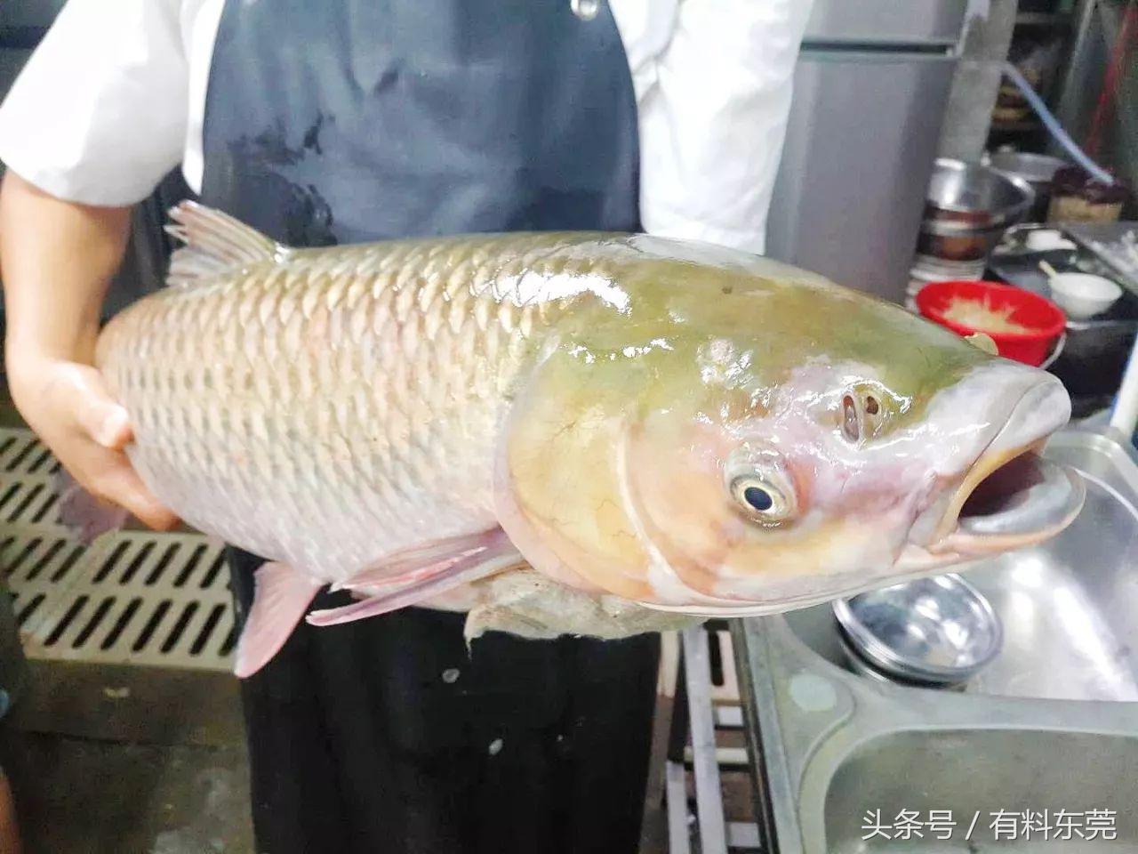 东莞某高校门口有间大排档，让你心甘情愿吃到怀孕！