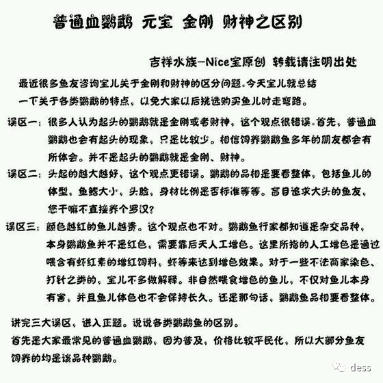 和月轮很像的鹦鹉鱼品种,缅甸鹦鹉鱼品种大全图鉴