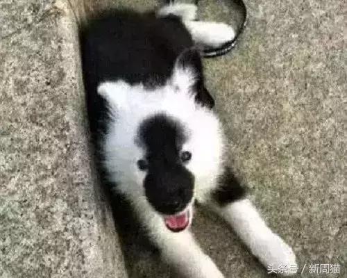 网上买的猫靠不靠谱,买猫最好到宠物店买还是到网上买