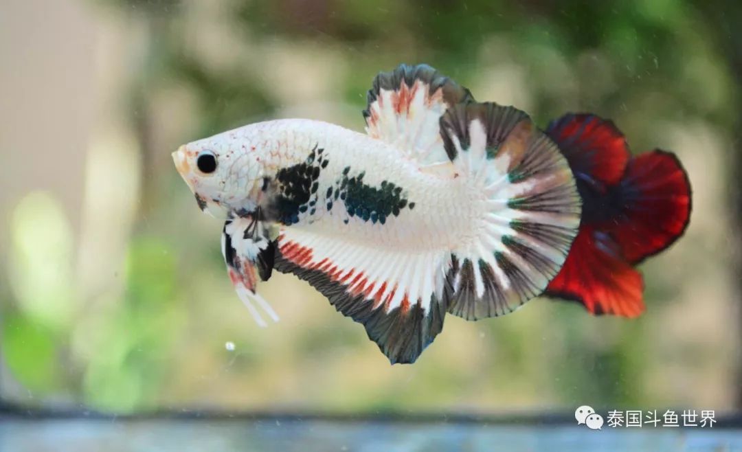 斗鱼拍卖最新消息,泰国斗鱼鱼苗专场