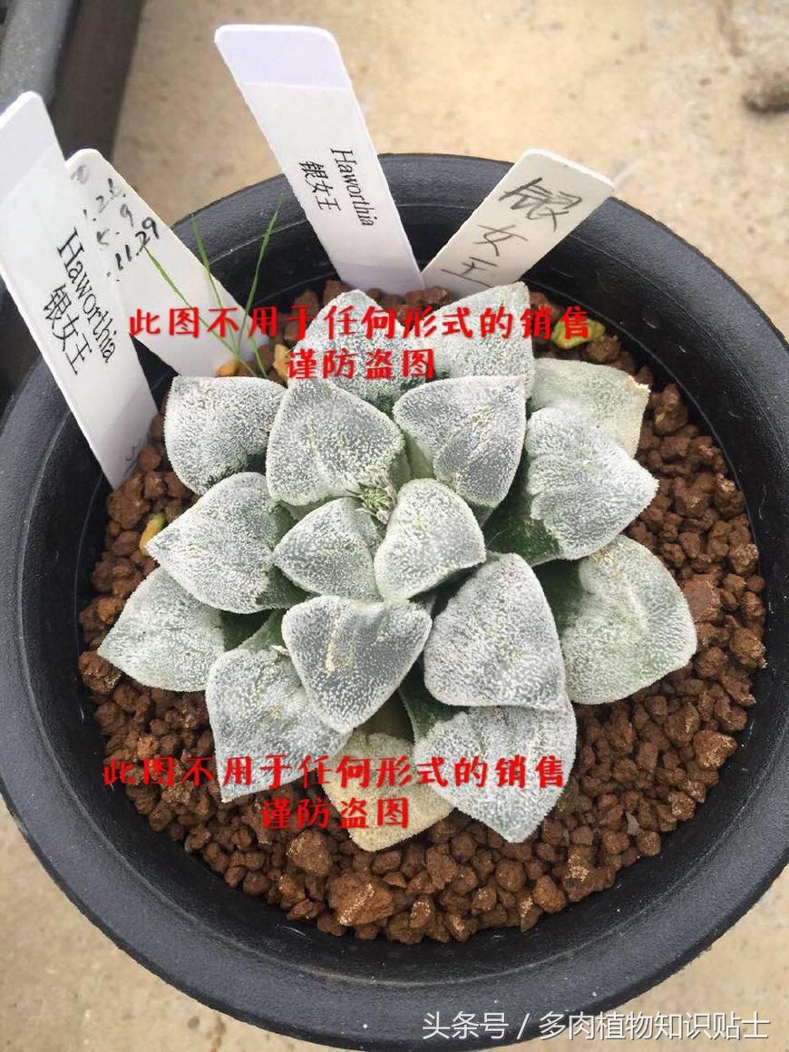 十二卷寿多肉养殖方法,十二卷寿的品种图鉴