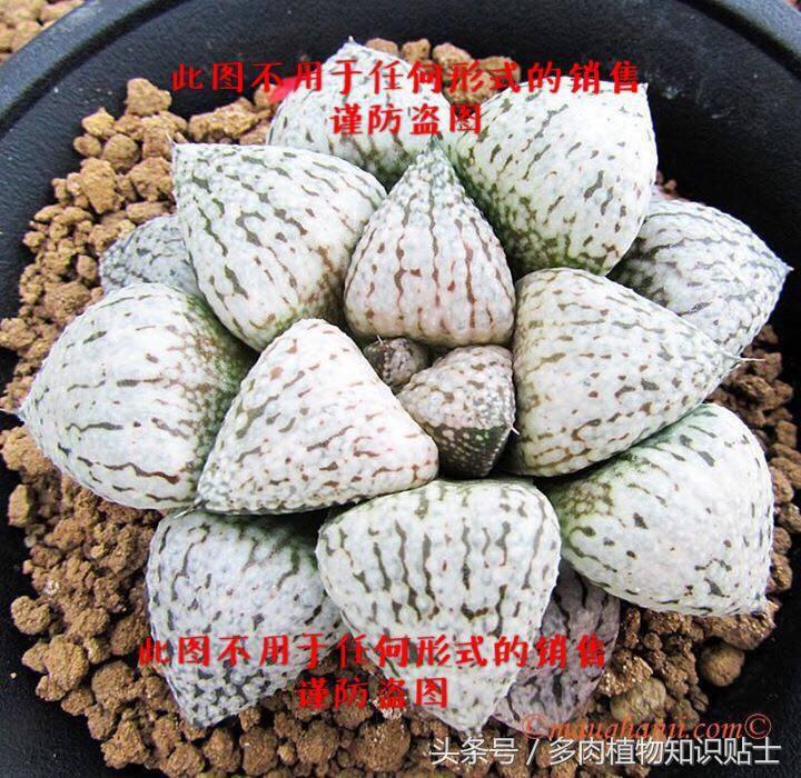 十二卷寿多肉养殖方法,十二卷寿的品种图鉴