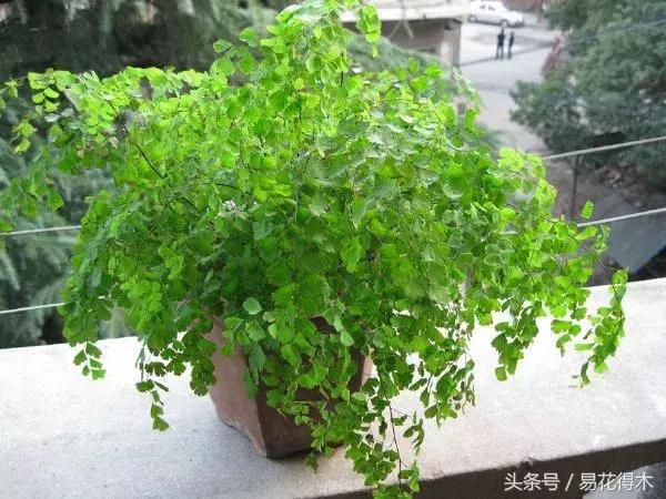 细叶铁线蕨介绍,少女发丝