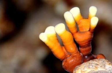 灵芝有哪些种类 (灵芝有多种)