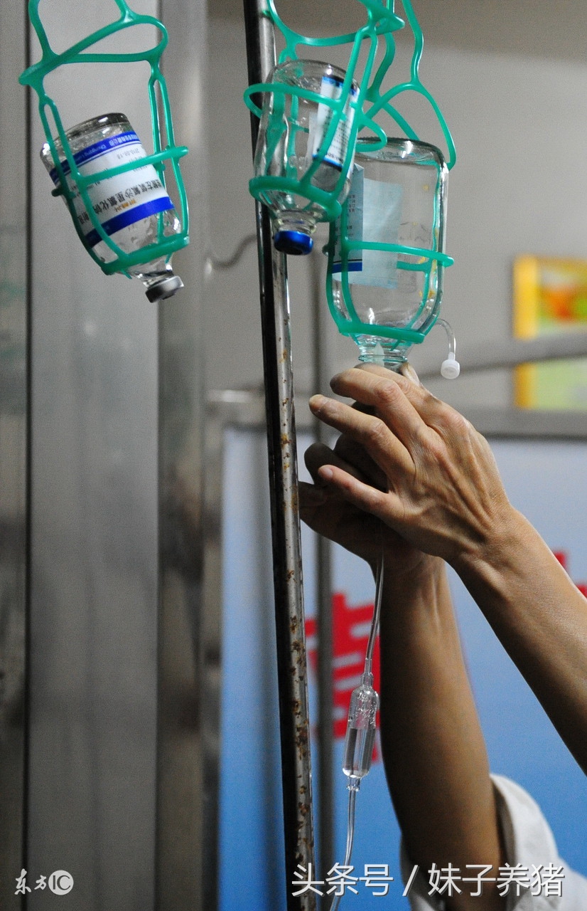 猪场养猪出现疾病，养猪人给药方式选不对，多少钱也白搭